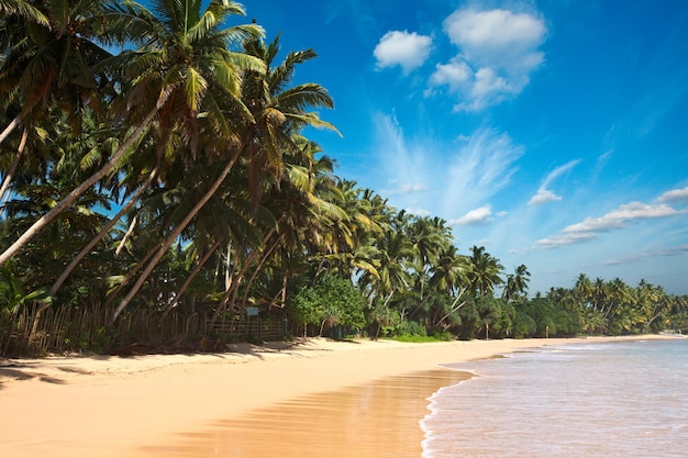 Idyllisch strand Sri Lanka