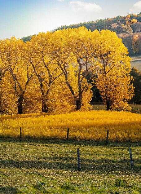 Idyllisch uitzicht op gele bomen op farm_ai_generated