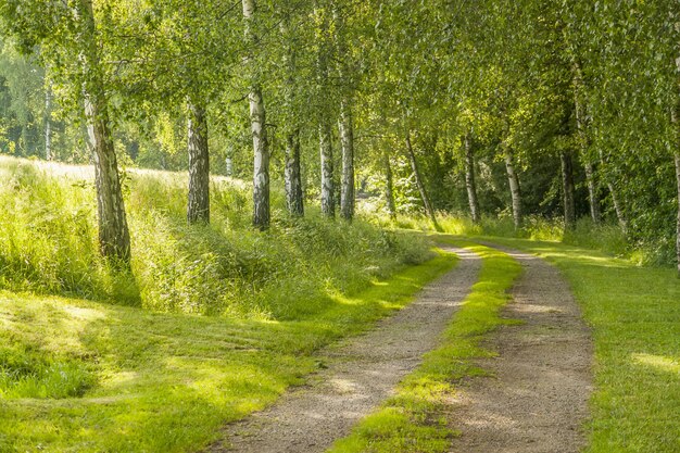 idyllisch veldpad