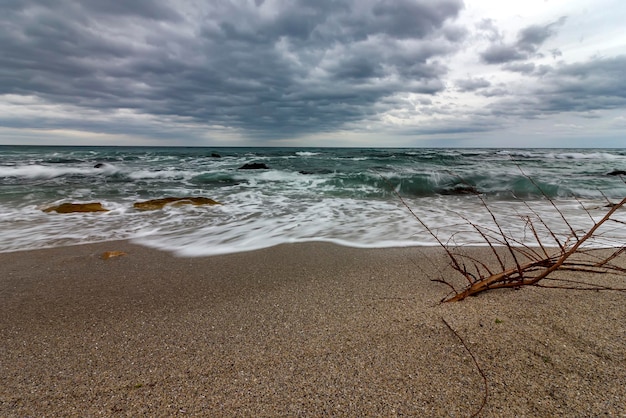 Idyllisch zeegezicht met een tak aan de kust op een bewolkte dag