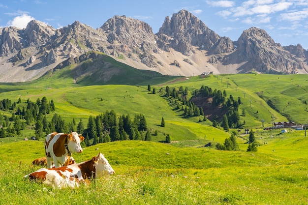 Idyllische Alpen met vee op groene weide