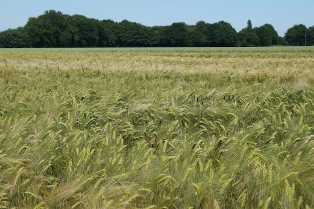 Idyllische opname van een tarweveld
