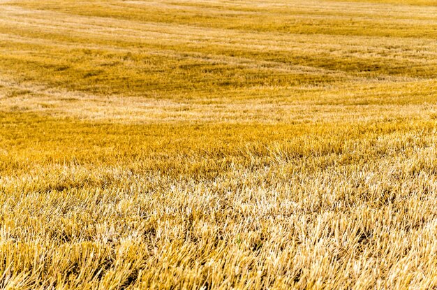 Foto campo dopo il raccolto con steli di grano tagliati rimasti.