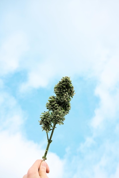 Iemand houdt een grote wiettop in de lucht