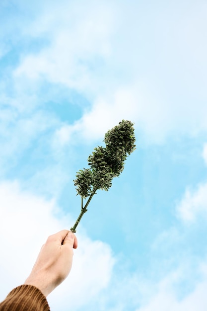 Iemand houdt een grote wiettop in de lucht