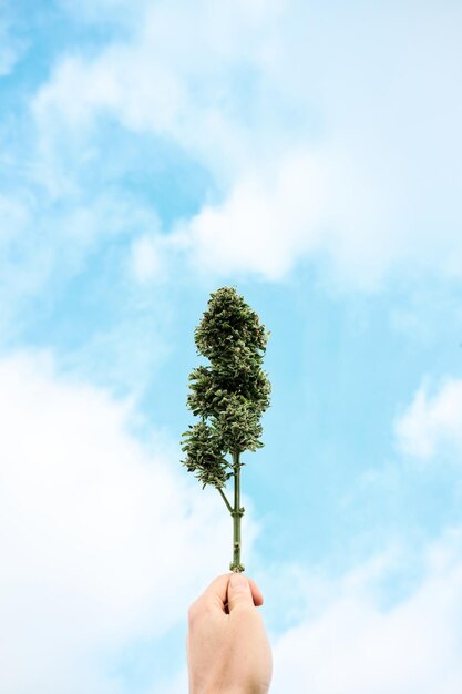 Iemand houdt een grote wiettop in de lucht