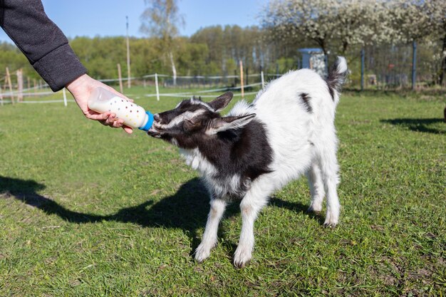 Foto iemand voedt melk baby's geit uit de fles op de boerderij in de zomer of lente tijd huisdieren zorg