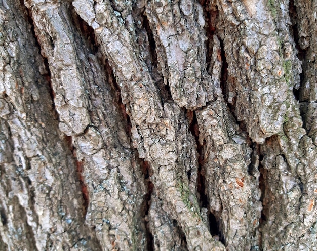 Iep boomschors textuur achtergrond close-up