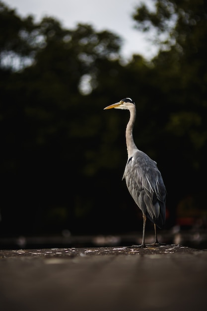 Foto ierse reiger vogel in een park