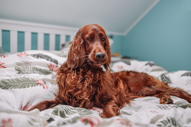 Ierse Setter hond puppy onder witte warme deken op een bed thuis Huisdier in hotelkamer Huisdiervriendelijk hotel Reis met huisdier