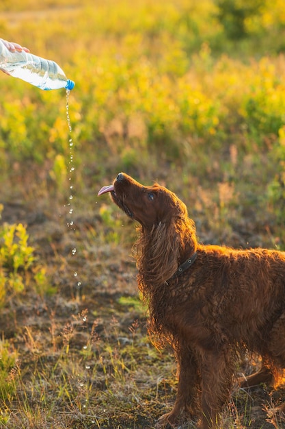 Foto ierse setter staande op groen gras