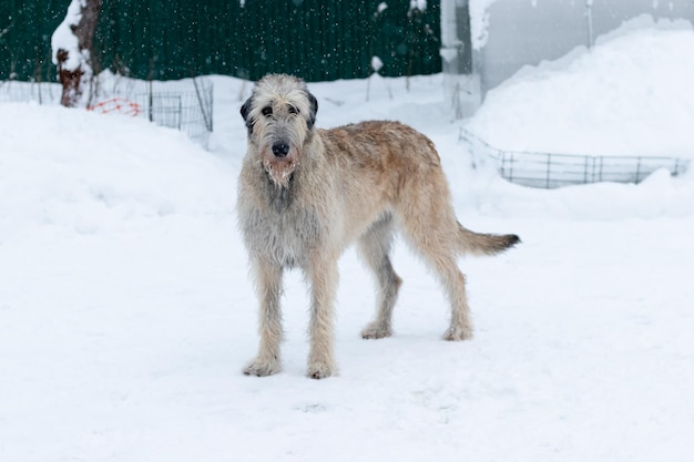 Ierse wolfshond staat op een sneeuw achtergrondhond poseert en kijkt uit naar besneeuwd veld Ierse wolfshond honden jagen en wachten op prooi op winterveld tijdens sneeuwval