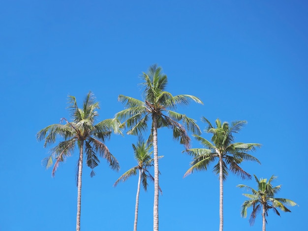 Igh kokospalm over heldere blauwe hemelachtergrond
