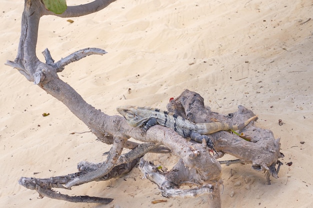 Iguana on the background of dry tree in the sun