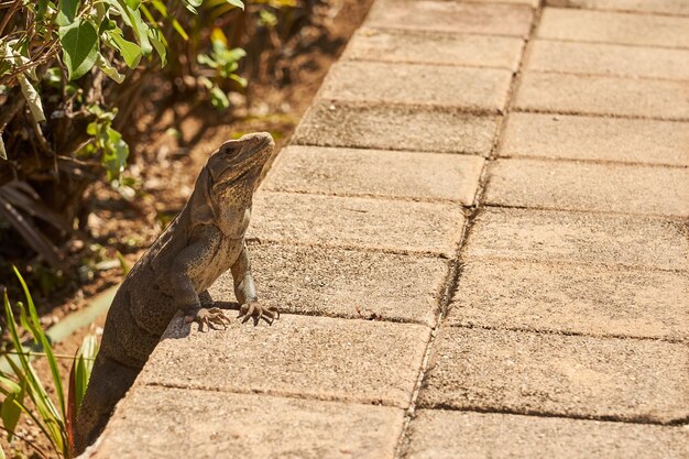 太陽の下で石のタイルの背景にイグアナ