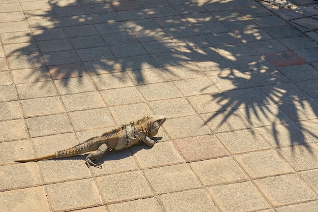 太陽の下で石のタイルの背景にイグアナ