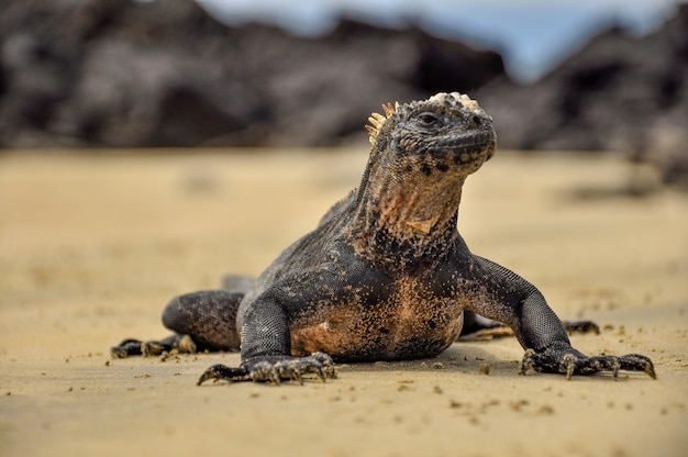 Iguana on the beach