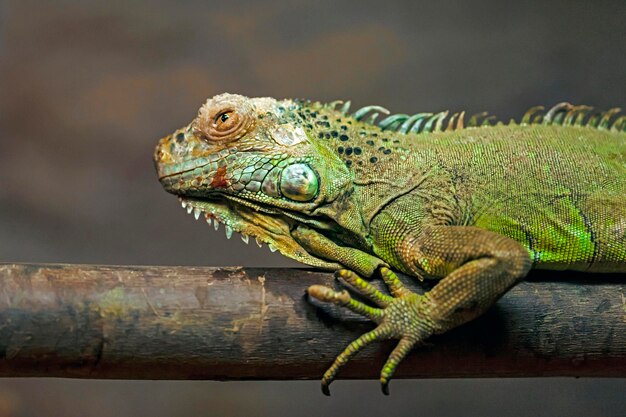 Iguana on branch extreme close up image