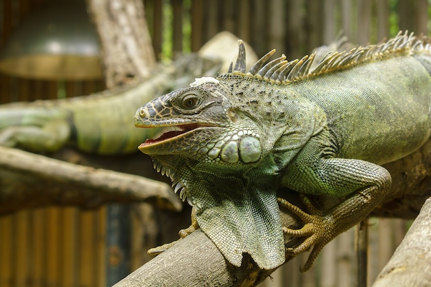 Iguana on the branchesiguana is a resident of Central and South America. 