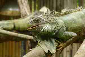 Photo iguana on the branchesiguana is a resident of central and south america.