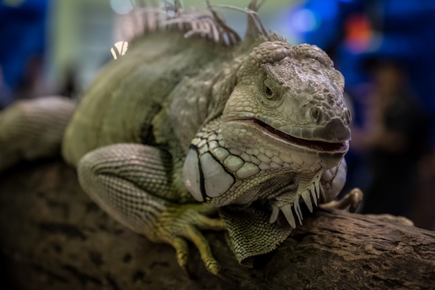 Iguana crawl on timber