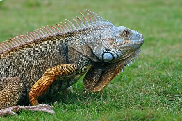 iguana crawling on the grass