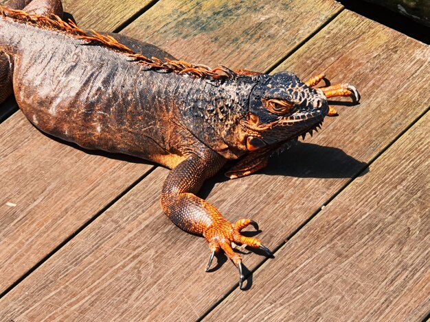 写真 シンガポールの動物園で木製の板の上を這うイグアナ