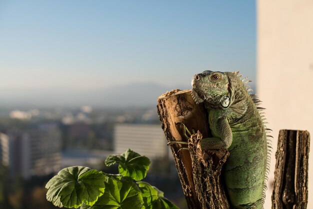 iguana crawling on a piece of wood and posing