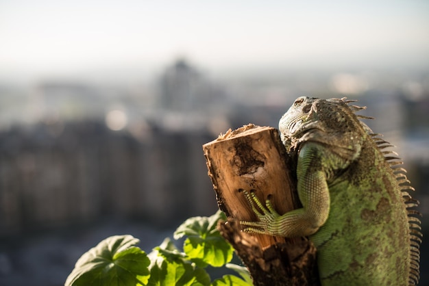 Iguana che striscia su un pezzo di legno e posa