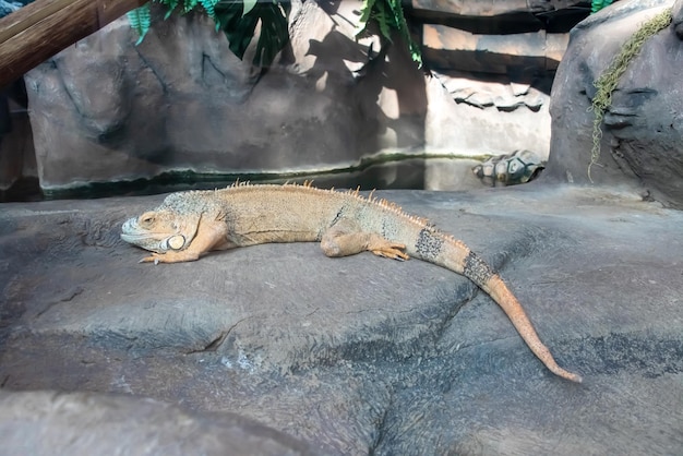 Iguana on a gray stone closeup portrait