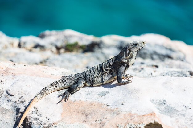 Iguana hagedis op een klif boven de zee op Isla Mujeres Yucatan schiereiland Mexico Closeup portret