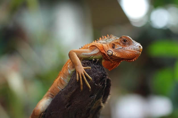 Iguana is een geslacht van herbivore hagedissen afkomstig uit tropische gebieden van Mexico, Amerika, Caraïben