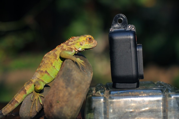 Iguana is een geslacht van herbivore hagedissen afkomstig uit tropische gebieden van mexico, amerika, caraïben