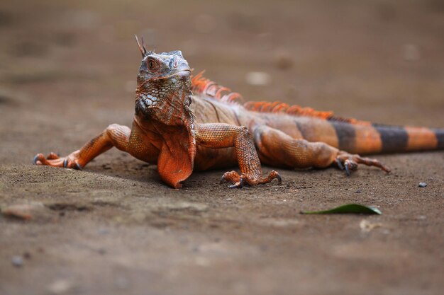 Iguana is een geslacht van herbivore hagedissen die inheems zijn in tropische gebieden van Mexico-Amerika