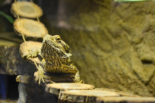 Iguana is een hagedisreptiel uit de leguaanfamilie. close-up in kooi en zie leguaanschaal. Leguaan