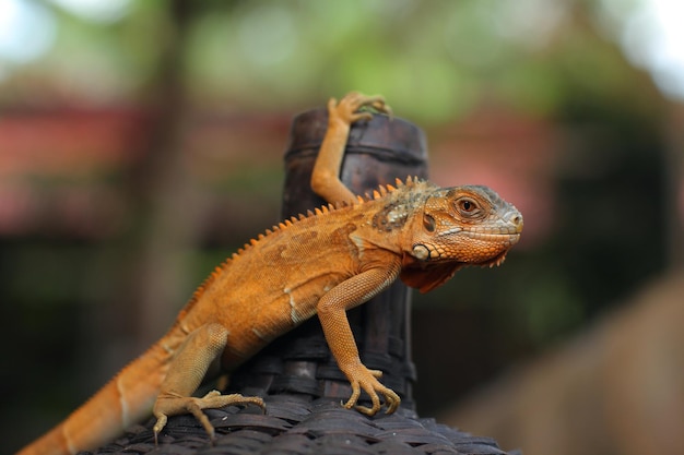 Iguana is a genus of herbivorous lizards native to tropical
areas of mexico america caribbean