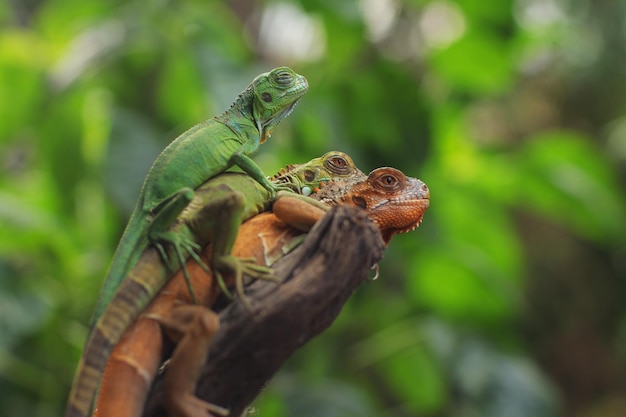 Iguana is a genus of herbivorous lizards native to tropical areas of Mexico America Caribbean