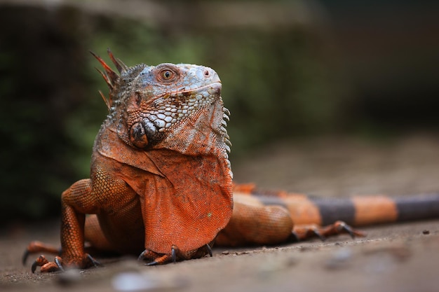 Iguana is a genus of herbivorous lizards