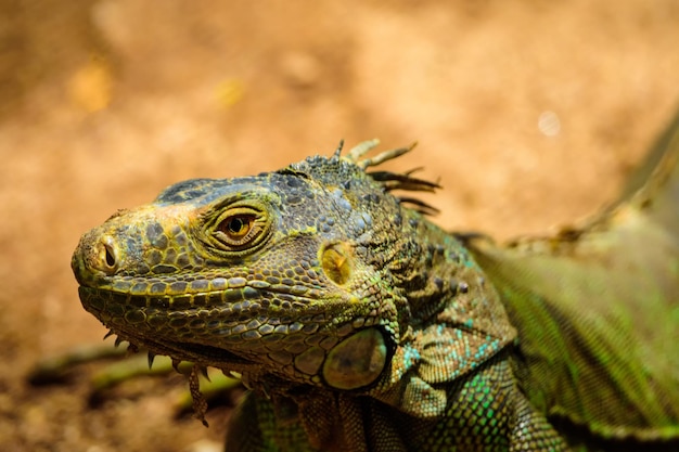 Foto l'iguana è alla ricerca di prede o cibo durante la calda giornata