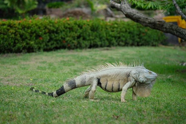 iguana laying on green grass field