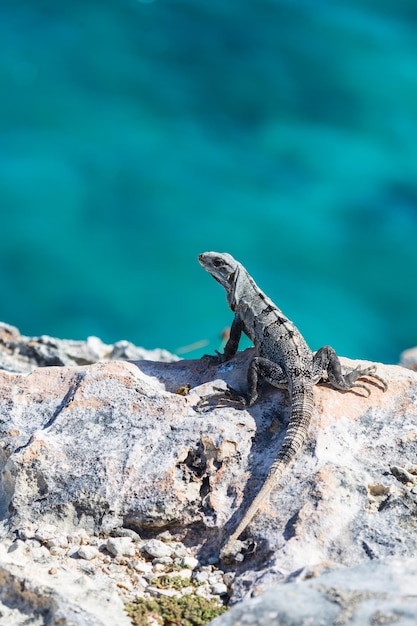 Photo iguana lizard on a cliff above the sea on isla mujeres yucatan peninsula mexico closeup portrait