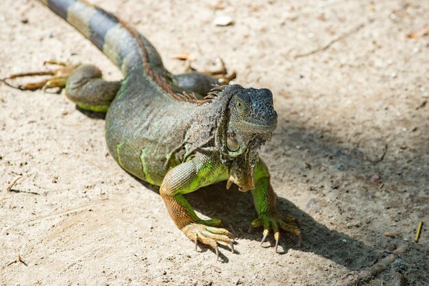 Iguana lizard on ground iguana lizard outside iguana lizard in nature