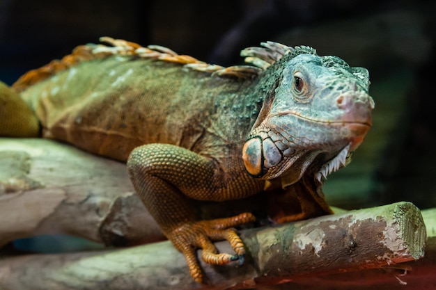 The iguana lizard sits on a closeup branch