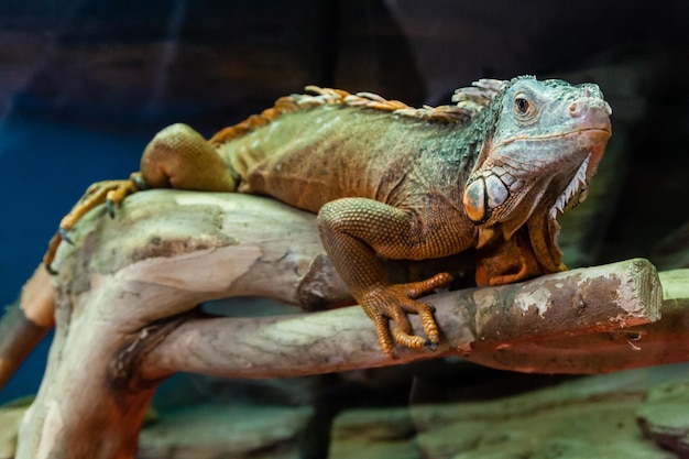 The iguana lizard sits on a closeup branch