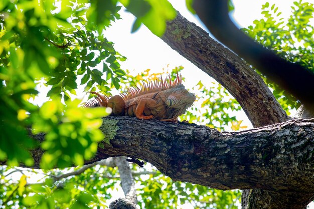 木の上のイグアナ トカゲ 自然の中のイグアナ トカゲ イグアナ トカゲ 爬虫類 イグアナ トカゲの写真