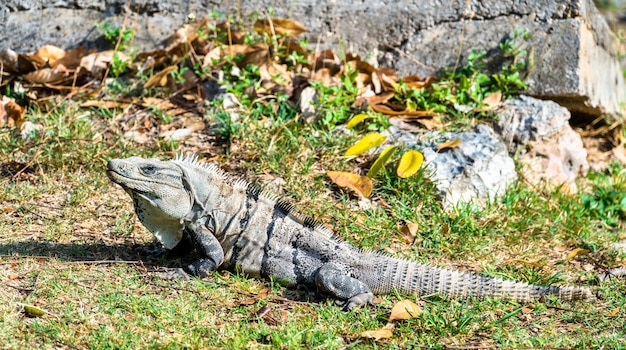 Photo iguana lizard at uxmal in south mexico