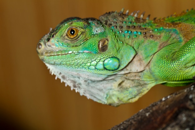 Iguana lizard