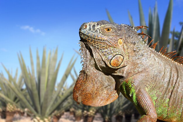 Photo iguana mexico in agave tequilana field blue sky