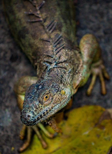 Iguana ondiepe scherptediepte met focus op het oog