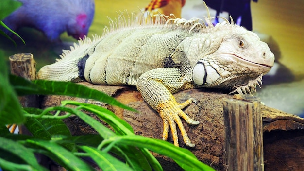 Foto un'iguana posa per il suo ritratto.
